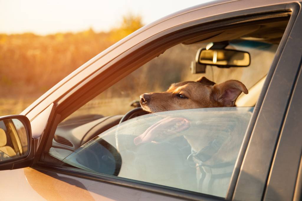 car window slightly open with dog